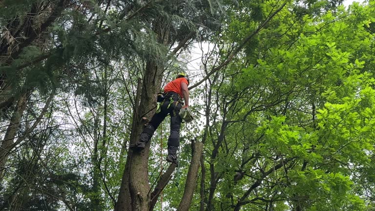 Best Lawn Dethatching Services  in Gladeville, TN